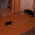 stora katten äter