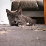 Golvkatt