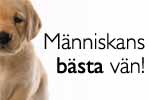 Bokus hund