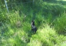 Stålmannen friskförklarad